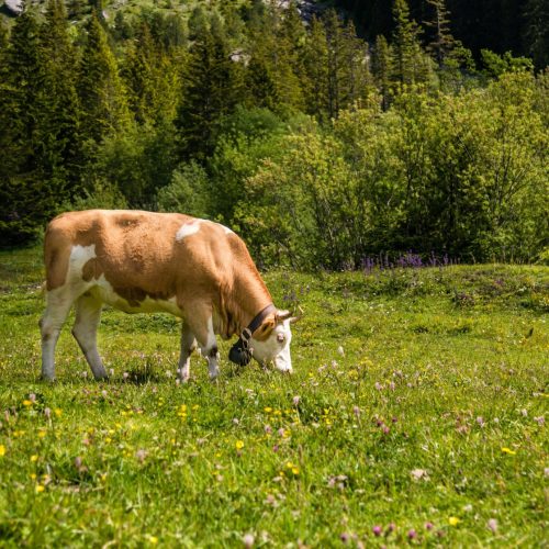 Proteínas ‘Grass Fed’