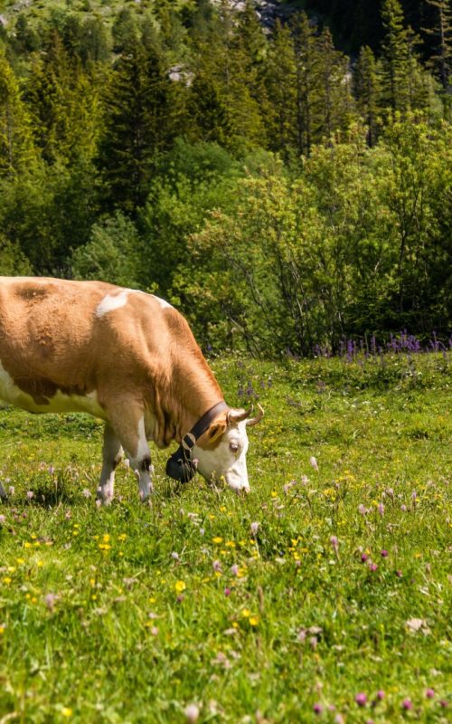 04. Grass-fed - Carátula