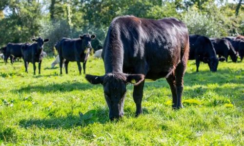 Proteínas ‘Grass Fed’